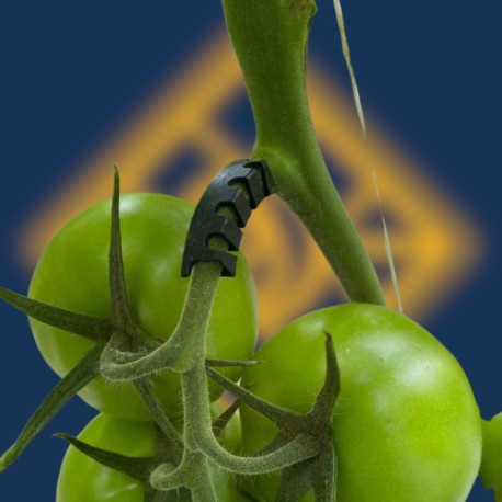 Soporte de racimo