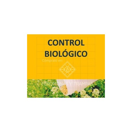 Thripex 50000: Control Biológico Efectivo para Trips