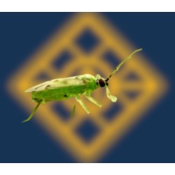 Nesibug 1000 - Nesidiocoris tenuis (tuta absoluta y mosca blanca)