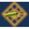 Nesibug 1000 - Nesidiocoris tenuis (tuta absoluta y mosca blanca)