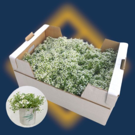 PLANTA LOBULARIA 104