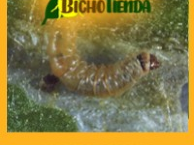 Cómo usar la feromona para Tuta absoluta en trampas