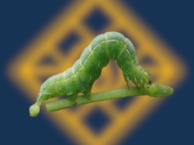 Feromona para Spodoptera exigua: control de la rosquilla verde