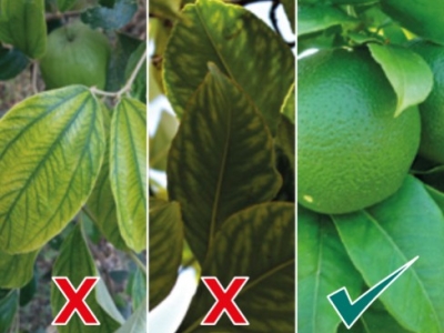 ¿Qué es el quelato de hierro y para qué sirve?